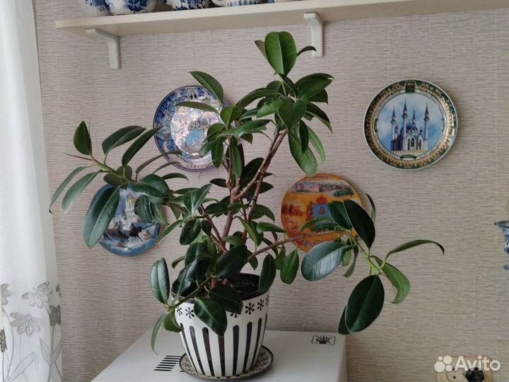 Фикус каучуконосный