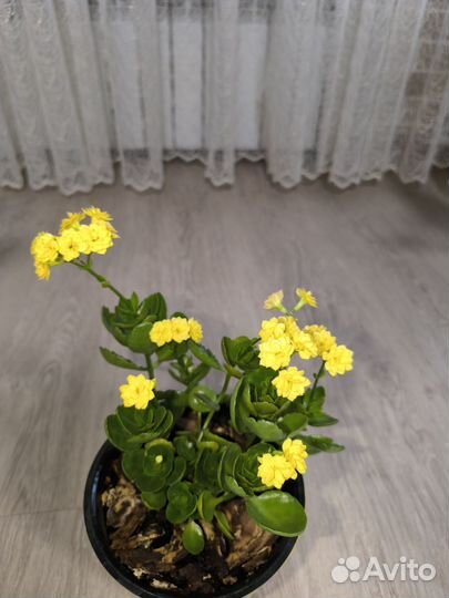 Каланхоэ Блоссфельда