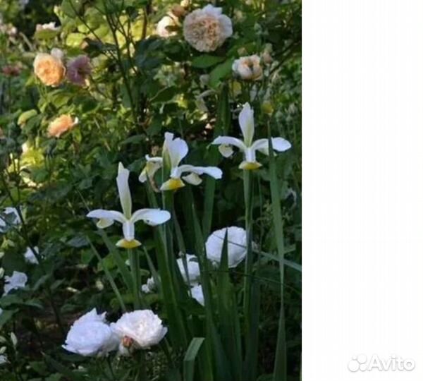 Красота для сада