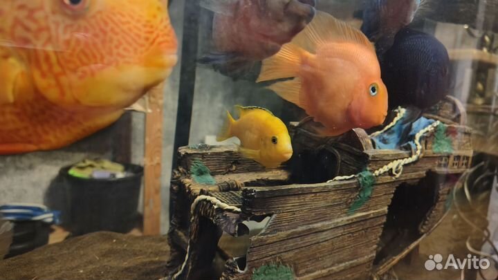 Лабидохромис еллоу