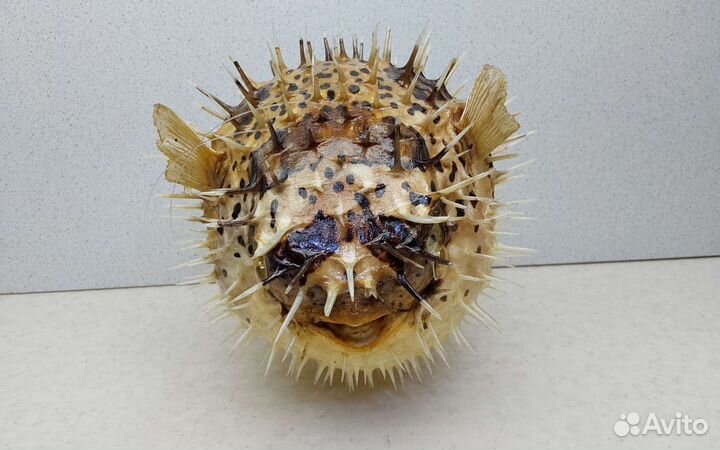 Рыба Еж 19,7 морской сувенир подарок