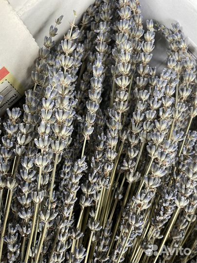 Сухоцвет лаванда Лавандин 45см длинный из крыма