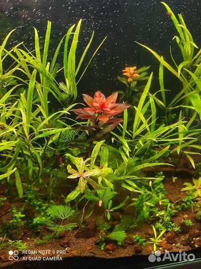 Аквариумное растение