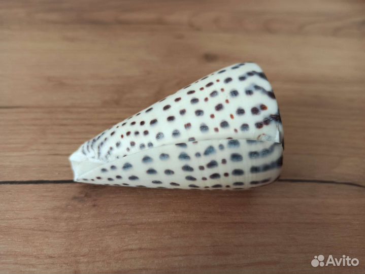 Морская раковина