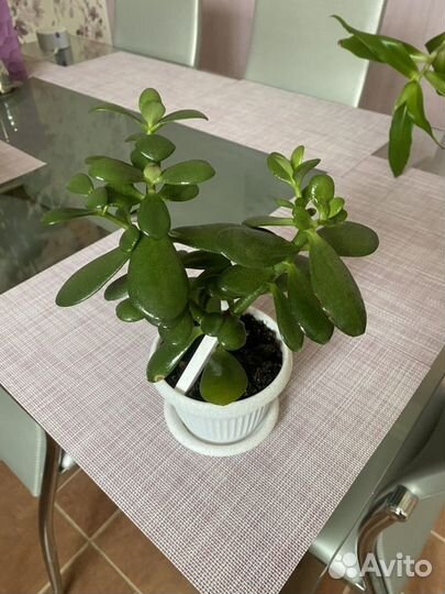 Денежное дерево