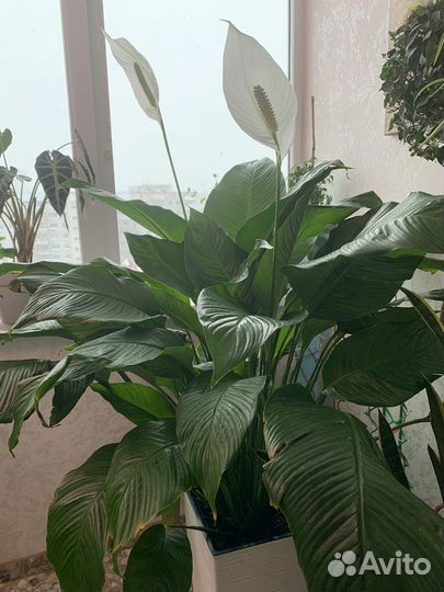 Спатифиллум Лауретта