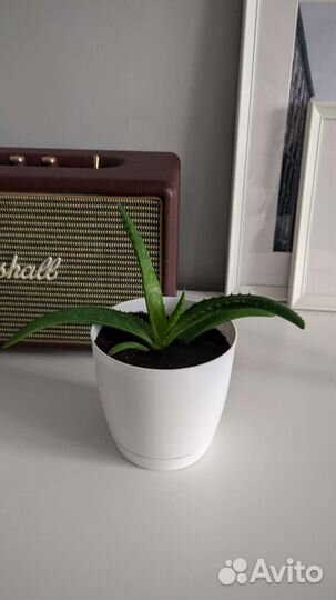 Распродаю Комнатные растения в горшках