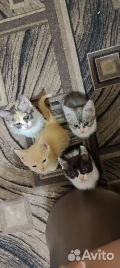 Котята в добрые руки