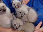 Сиамско-тайские котята, девочки объявление продам