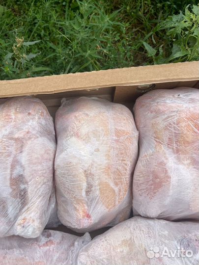 Цена реальная Бройлеры, Утята, гусята, курочки