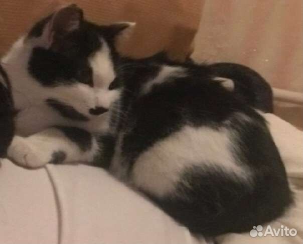 Потерялся кот