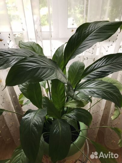 Комнатные цветы