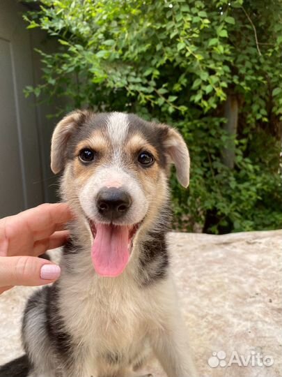 Щенок в добрые руки бесплатно