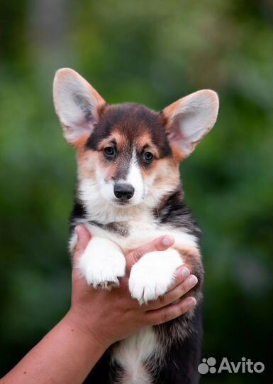 Вельш-корги пемброк