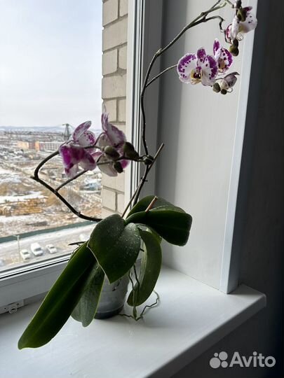 Орхидея