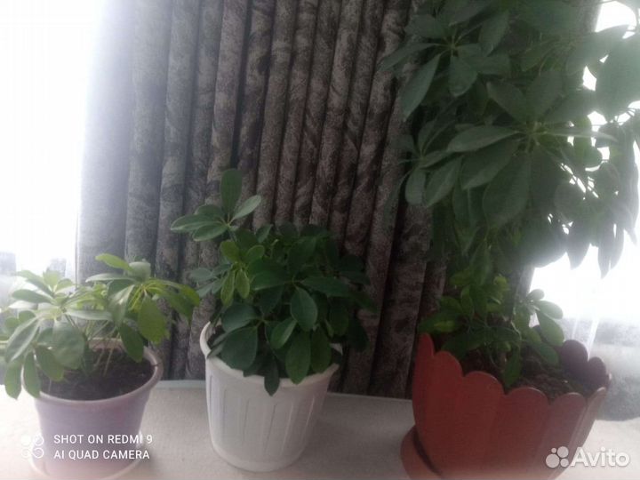 Комнатные цветы шефлера