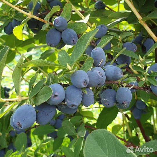 Жимолость Канадская