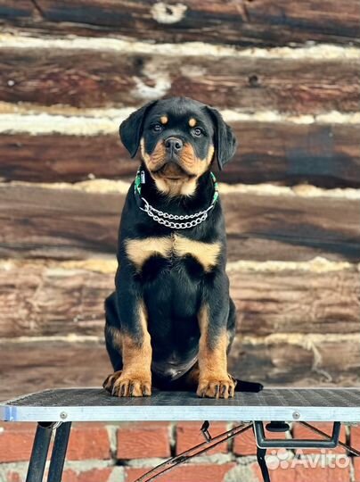 Щенок ротвейлера