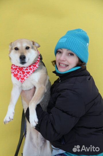 Собака-лисичка в добрые руки