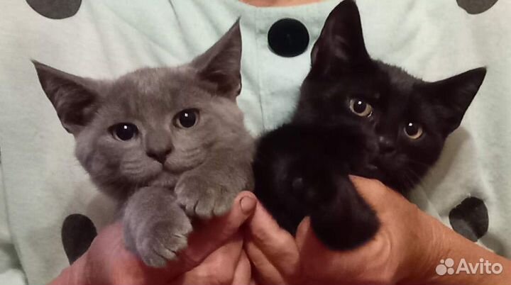 Котята в добрые руки