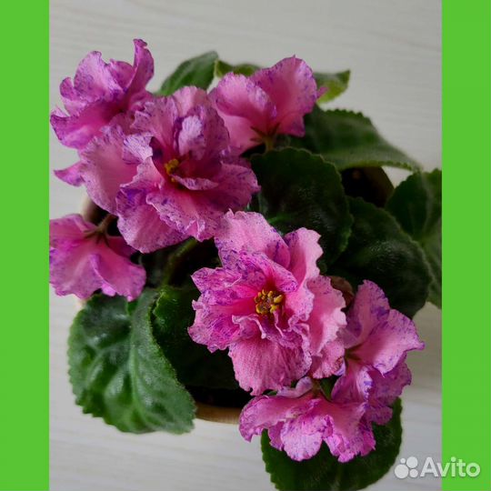 Детки сортовой фиалки