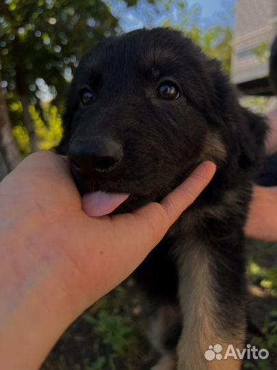 Щенки немецкой овчарки