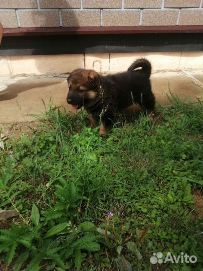 Немецкая овчарка продажа щенков