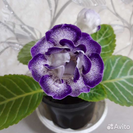 Глоксиния на цвету