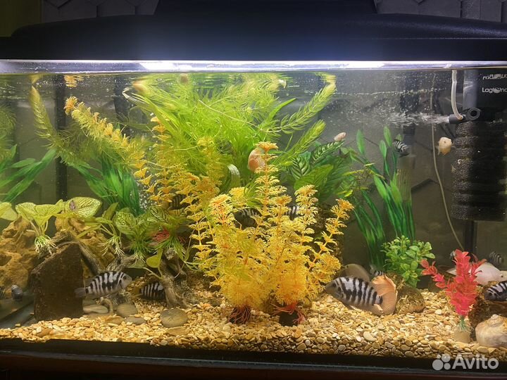 Аквариумные рыбки