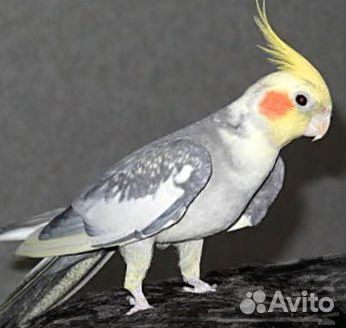 Корелла-нимфа