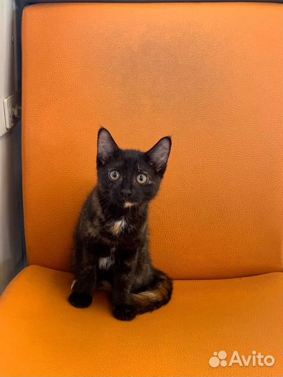 В добрые руки