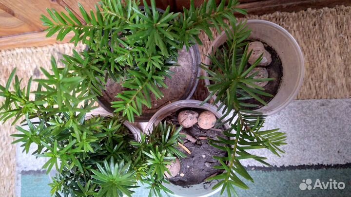 Тисс ягодный уличный