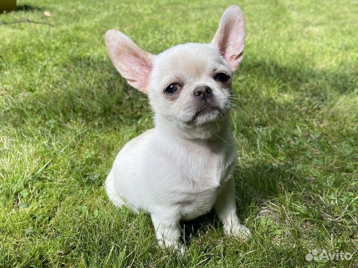 Щенки Чихуахуа девочки Документы РКФ