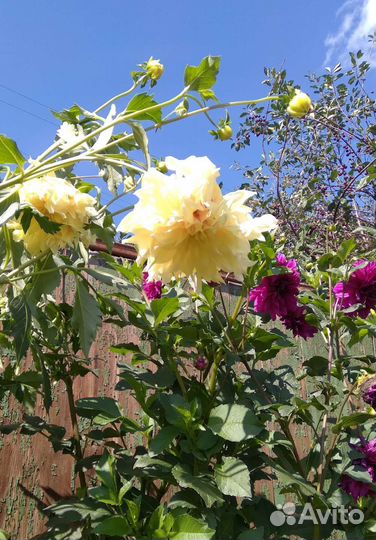 Георгины. Медуница. Девичий виноград (дикий)