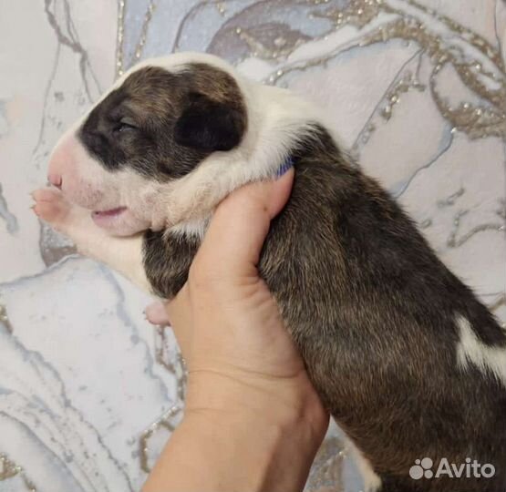 Щенки бультерьера