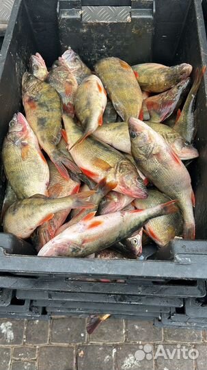Рыба оптом