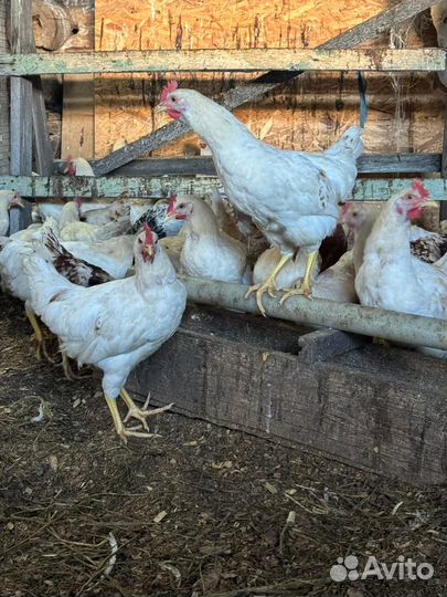 Петушки на продажу 4мес