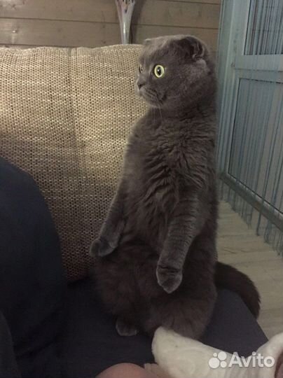 Шотландский вислоухий кот