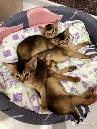 Абиссинские котята