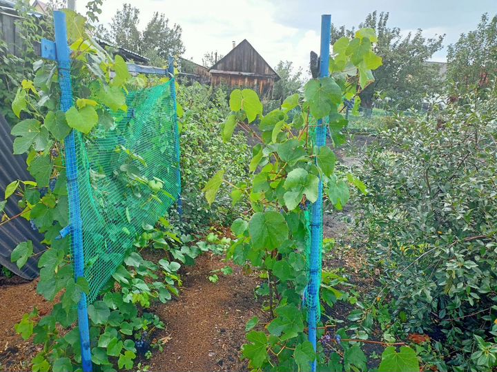 Участок 5 сот. (СНТ, ДНП)