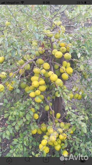 Айва японская