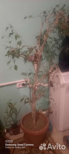 Фикус бенджамина