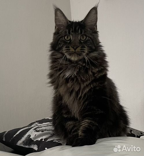 Котенок мейн-кун