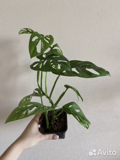 Монстера манки маск