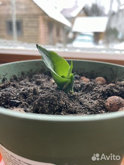 Сансевьерия ханни