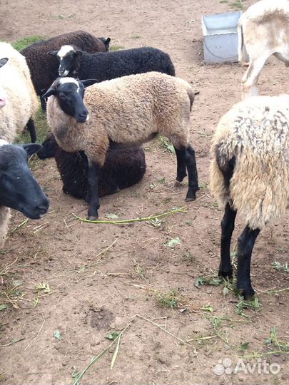 Романовские баранчики