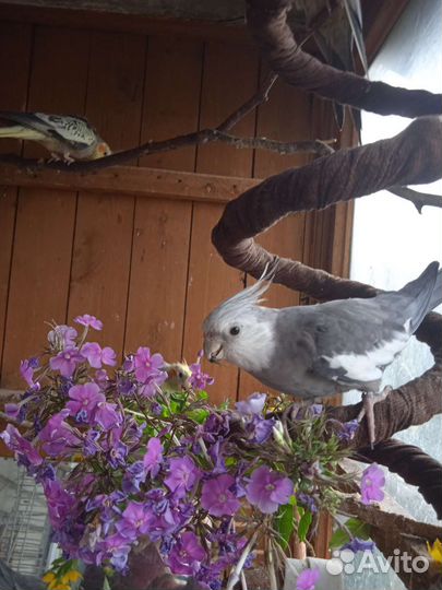 Молодые кореллы