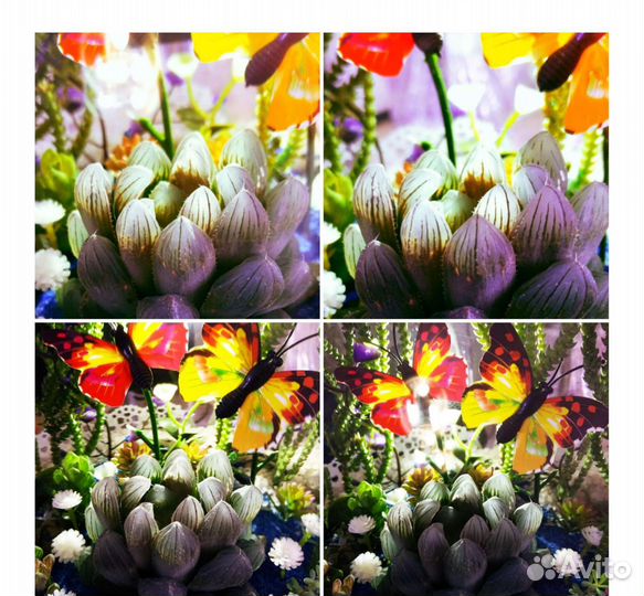 Флорариум Гламур