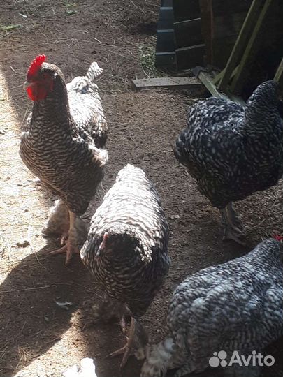 Куры мехеленская кукушка