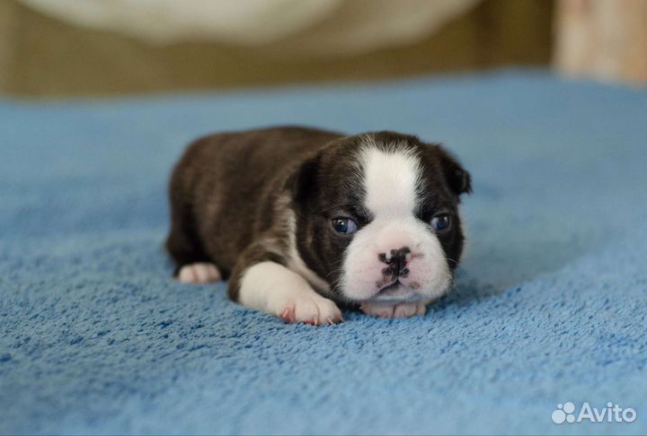 Щенки бостон терьер